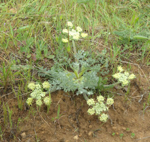 2010-03-29_32 -1 Hairy Hog Fennel TN.jpg - 56748 Bytes